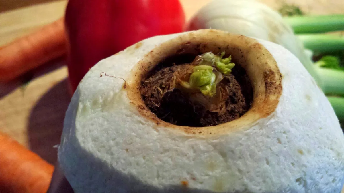 Geschälte Pastinake