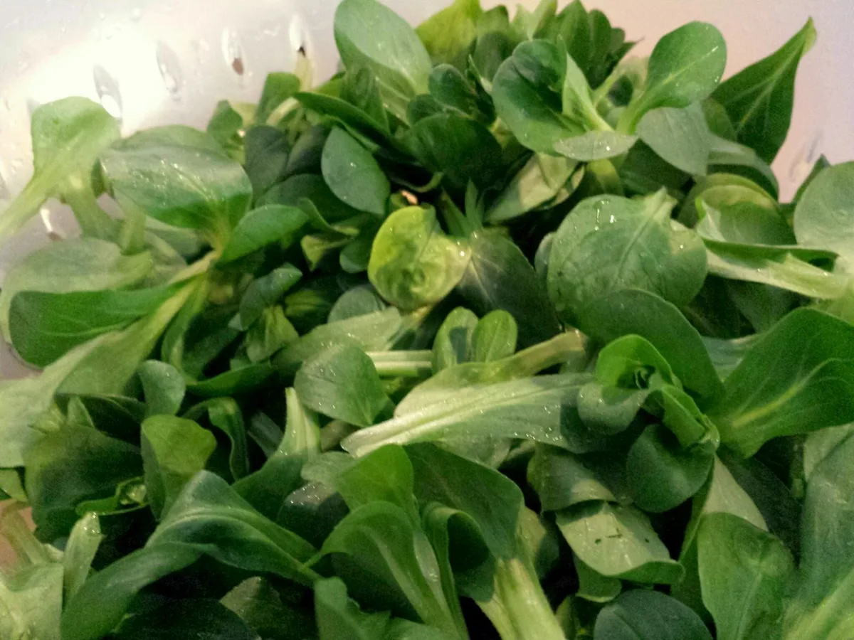 Gewaschener Feldsalat