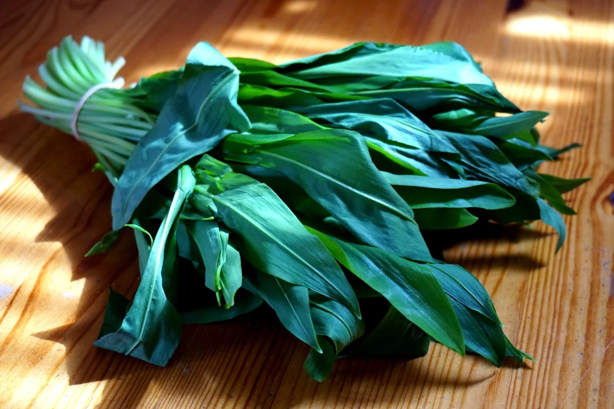 Bärlauchblätter im Sonnenlicht.